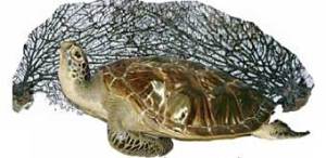 Θαλάσσια χελώνα 