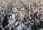 Βαμβακοκαλλιέργεια