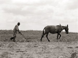 Όργωμα το 1937. Εικόνα, Greene County Georgia.