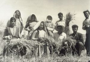 Θερισμός στο Σπαθάρι Αρκαδίας.