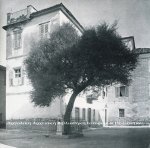 Η ελιά του Μηνιάτη