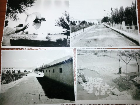 Άνθρωποι, ζώα, δέντρα και κτίρια της Αγροτικής Φυλακής Τίρυνθας, όπως απεικονίζονται σε σπάνιο φωτογραφικό υλικό της δεκαετίας του 1950 (ιστορικό αρχείο Α.Φ. Τίρυνθας)