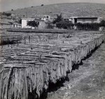 Καπνοκαλλιέργειες