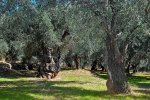 Ελαιώνας